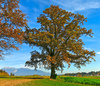 Autumn view in Zlato Polje, Kranj with  the Kamnik-Savinja Alps in the background.
