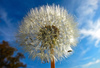 Dandelion flower after blooming
