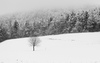 First snow of 2015-2016 winter is covering ground near village Tupalice, Slovenia, on morning of the Sunday, 22nd of November 2015.
