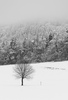 First snow of 2015-2016 winter is covering ground near village Tupalice, Slovenia, on morning of the Sunday, 22nd of November 2015.
