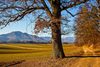 Autumn view in Zlato Polje, Kranj with the most popular hill in Kranj St. Jost, 847m, in the background.
