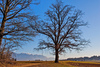 Late autumn view in Zlato Polje, Kranj with  the Kamnik-Savinja Alps in the background.
