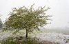 Blooming trees in snow storm in Kranj, Slovenia, on 27th of April 2016.
