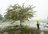 Blooming trees in snow storm in Kranj, Slovenia, on 27th of April 2016.
