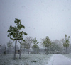 Blooming trees in snow storm in Kranj, Slovenia, on 27th of April 2016.
