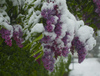 Snowing in Kranj, Slovenia, on 27th of April 2016.
