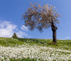 Daffodil flowers (Narcissus poeticus) are blooming on meadows under Golica, Slovenia. Meadows under Golica, Slovenia, are famous for their carpets of daffodil flowers which start to bloom in beginning of May. Daffodil flowers cover grass fields on hills and valleys of meadows under mountain Golica above Jesenice
