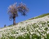 Daffodil flowers (Narcissus poeticus) are blooming on meadows under Golica, Slovenia. Meadows under Golica, Slovenia, are famous for their carpets of daffodil flowers which start to bloom in beginning of May. Daffodil flowers cover grass fields on hills and valleys of meadows under mountain Golica above Jesenice
