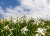 Daffodil flowers (Narcissus poeticus) are blooming on meadows under Golica, Slovenia. Meadows under Golica, Slovenia, are famous for their carpets of daffodil flowers which start to bloom in beginning of May. Daffodil flowers cover grass fields on hills and valleys of meadows under mountain Golica above Jesenice
