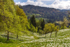 Daffodil flowers (Narcissus poeticus) are blooming on meadows under Golica, Slovenia. Meadows under Golica, Slovenia, are famous for their carpets of daffodil flowers which start to bloom in beginning of May. Daffodil flowers cover grass fields on hills and valleys of meadows under mountain Golica above Jesenice
