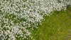 Daffodil flowers (Narcissus poeticus) are blooming on meadows under Golica, Slovenia. Meadows under Golica, Slovenia, are famous for their carpets of daffodil flowers which start to bloom in beginning of May. Daffodil flowers cover grass fields on hills and valleys of meadows under mountain Golica above Jesenice
