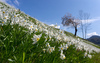 Daffodil flowers (Narcissus poeticus) are blooming on meadows under Golica, Slovenia. Meadows under Golica, Slovenia, are famous for their carpets of daffodil flowers which start to bloom in beginning of May. Daffodil flowers cover grass fields on hills and valleys of meadows under mountain Golica above Jesenice
