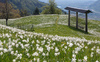 Daffodil flowers (Narcissus poeticus) are blooming on meadows under Golica, Slovenia. Meadows under Golica, Slovenia, are famous for their carpets of daffodil flowers which start to bloom in beginning of May. Daffodil flowers cover grass fields on hills and valleys of meadows under mountain Golica above Jesenice
