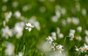 Daffodil flowers (Narcissus poeticus) are blooming on meadows under Golica, Slovenia. Meadows under Golica, Slovenia, are famous for their carpets of daffodil flowers which start to bloom in beginning of May. Daffodil flowers cover grass fields on hills and valleys of meadows under mountain Golica above Jesenice
