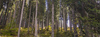 Autumn views in Pokljuka
