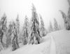 Pokljuka and slopes of Visevnik mountain, Slovenia, on morning of 10th of December 2020, after extensive snow fall, which brought more than 1.5m of snow to Julian Alps in less then two days.