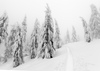 Pokljuka and slopes of Visevnik mountain, Slovenia, on morning of 10th of December 2020, after extensive snow fall, which brought more than 1.5m of snow to Julian Alps in less then two days.