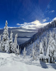 Pokljuka and slopes of Visevnik mountain, Slovenia, on morning of 11th of December 2020, after extensive snow fall, which brought more than 1.5m of snow to Julian Alps in less then two days.