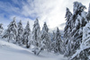 Pokljuka and slopes of Visevnik mountain, Slovenia, on morning of 12th of December 2020, after extensive snow fall, which brought more than 1.5m of snow to Julian Alps in the last several days.