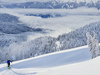 Ski tourers climbing toward summit of Visevnik. Pokljuka and slopes of Visevnik mountain, Slovenia, on morning of 12th of December 2020, after extensive snow fall, which brought more than 1.5m of snow to Julian Alps in the last several days.