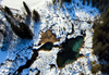 Aerial view to Zelenci wetland near Kranjska Gora in Zgornjesavska region, which are also known as the source of Sava Dolinka river.