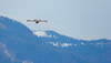 Few 100 firefighters, 4 helicopters and firefighting plane that came to help from Croatia, tried to extinguish forest fire that started in mountains above village Potoce near Preddvor, Slovenia on Monday 28th of March 2022. Their efforts were still continuing on Tuesday, 29th of March 2022.