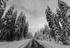 Winter in mountains above Pokljuka, Slovenia. Winter finally came to Slovenia with heavy snowfall ai middle of January, covering valleys with 10-30cm of snow, while mountains got extra 60 to 80cm deep snow blanket.