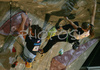 Jure Becan of Slovenia (L) and Charlotte Durif of France (R) climbing in half finals of last IFSC Sport Climbing World cup of 2007 season. Semi finals for last IFSC Sport Climbing World Cup of 2007 season were held in Kranj, Slovenia on 17th of November 2007.
