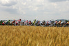 Peloton is riding through wheat fields during second stage of Tour de Slovenie 2007. Second stage in lenght of 163km lead cyclists from Sentjernej, Slovenia to Ljubljana, Slovenia, where finish line was in Ljubljana castle.
