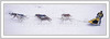 European Cup dog-sled race was traditional held on 8th and 9th of January 2005 in Ratece, Slovenia.
