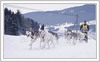 European Cup dog-sled race was traditional held on 8th and 9th of January 2005 in Ratece, Slovenia.
