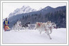 European Cup dog-sled race was traditional held on 8th and 9th of January 2005 in Ratece, Slovenia.
