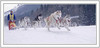 European Cup dog-sled race was traditional held on 8th and 9th of January 2005 in Ratece, Slovenia.
