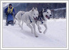 European Cup dog-sled race was traditional held on 8th and 9th of January 2005 in Ratece, Slovenia.
