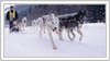 European Cup dog-sled race was traditional held on 8th and 9th of January 2005 in Ratece, Slovenia.
