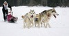 Mushers and dogs were speeding through snowy fields in chase of best possible placement on World Cup and European Cup Sleddog 2006 which was held on 28th of January 2006 in Ratece, Slovenia.
