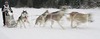 Mushers and dogs were speeding through snowy fields in chase of best possible placement on World Cup and European Cup Sleddog 2006 which was held on 28th of January 2006 in Ratece, Slovenia.
