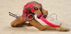 Alya Garayeva of Azerbeidzan performing during her exercise with clubs in Rhythmic gymnastics World Cup 2007. 9th Slovene Challenge Tournament in Rhythmic gymnastics and World Cup in Rhythmic gymnastics was held in Ljubljana, Slovenia on 26th of August 2007.
