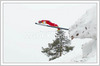 Michael Uhrmann of Germany is flying on FIS World Cup Ski Jumping in Planica, Slovenia. 
