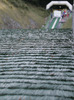 Ildar Fatchullin of Russia soars through the air during qualification jump for tomorrows Summer FIS Grand Prix in ski jumping Kranj 2006. Qualifications were held in Ski jumping center in Kranj, Slovenia on 1. September 2006. First 50 ski jumpers qualified for tomorrow Summer FIS Grand Prix in ski jumping Kranj 2006, which will be held in Kranj, Slovenia on 2. September 2006.
