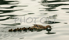 53rd International Bled rowing regata was held in Bled, Slovenia on 14th of June 2008.
