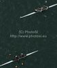 Rowers competing during semi finals of FISA Rowing World cup in Bled, Slovenia. Semi final races of FISA Rowing World cup were held on Saturday, 29th of May 2010 in lake Bled in Bled, Slovenia.
