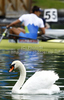 Swan during finals of FISA Rowing World cup in Bled, Slovenia. Final races of FISA Rowing World cup were held on Sunday, 30th of May 2010 in lake Bled in Bled, Slovenia.
