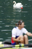 Swan during finals of FISA Rowing World cup in Bled, Slovenia. Final races of FISA Rowing World cup were held on Sunday, 30th of May 2010 in lake Bled in Bled, Slovenia.
