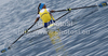 Frida Svensson of Sweden competing during finals of FISA Rowing World cup in Bled, Slovenia. Final races of FISA Rowing World cup were held on Sunday, 30th of May 2010 in lake Bled in Bled, Slovenia.
