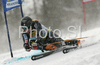 Third placed after first run, Ted Ligety of USA skiing in first run of men giant slalom World Cup race in Kranjska Gora, Slovenia. Giant slalom race of Men FIS Alpine skiing World Cup was held in Kranjska Gora, Slovenia, on 8th of March 2008.
