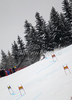 Winner Marcel Hirscher of Austria skiing in second run of second Men giant slalom race of Audi FIS alpine skiing World Cup in Kranjska Gora, Slovenia. Second giant slalom race of Men Audi FIS Alpine skiing World Cup 2009-10, was held on Saturday in Kranjska Gora, Slovenia, on 30th of January 2010.
