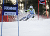Viktoria Rebensburg of Germany skiing in first run of Women giant slalom race of Audi FIS alpine skiing World Cup in Maribor, Slovenia. Giant slalom race of Women Audi FIS Alpine skiing World Cup 2010-11, was held on Saturday, 15th of January 2011, in Maribor, Slovenia.
