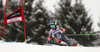 Ted Ligety of USA skiing in first run of men giant slalom race of Audi FIS Alpine skiing World cup in Garmisch-Partenkirchen, Germany. Men giant slalom race of Audi FIS Alpine skiing World cup season 2014-2015, was held on Sunday, 1st of March 2015 in Garmisch-Partenkirchen, Germany.
