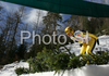 Noriaki Kasai of Japan takes off during first training jump of FIS Ski jumping World Cup finals in Planica, Slovenia. Training and qualification sessions for FIS Ski jumping World cup were held in Planica, Slovenia, on K215 ski flying hill on 13th of March, 2008.  <br> FIS Ski jumping World cup finals were held in Planica, Slovenia between 13th and 16th of March 2008.
